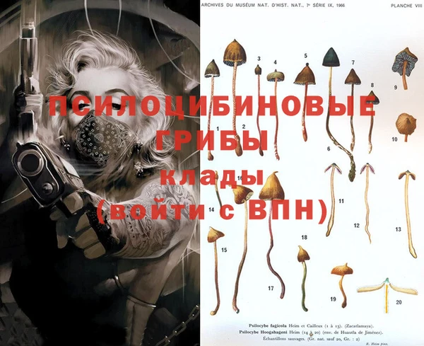 прущие грибы Алексеевка